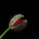Rebento de papoila (Branch Poppy)